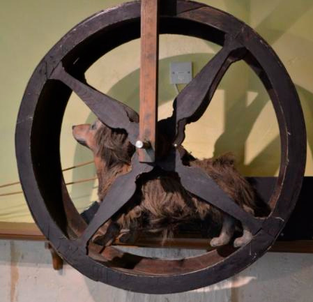 dog wheel