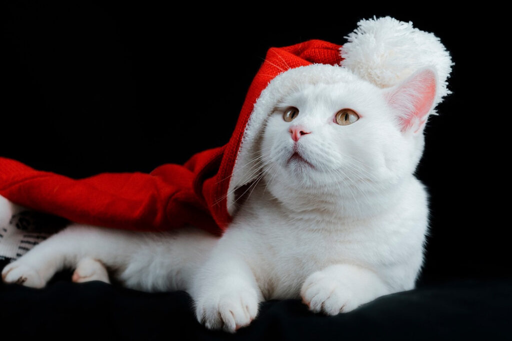 gato en navidad