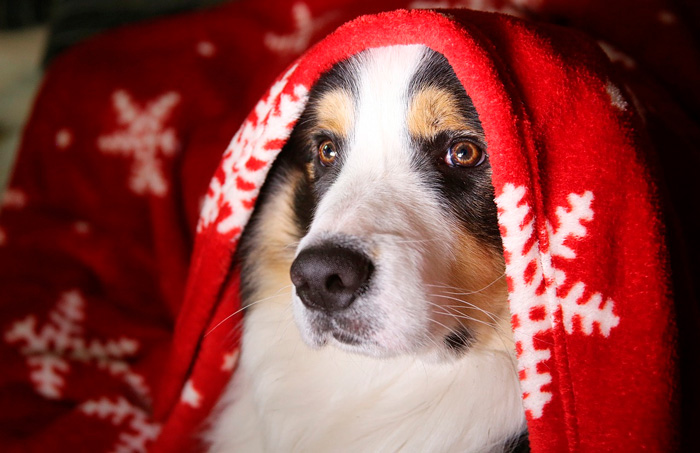 perro en navidad