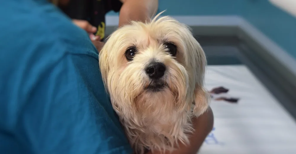 imagen de perro sostenido por un veterinario