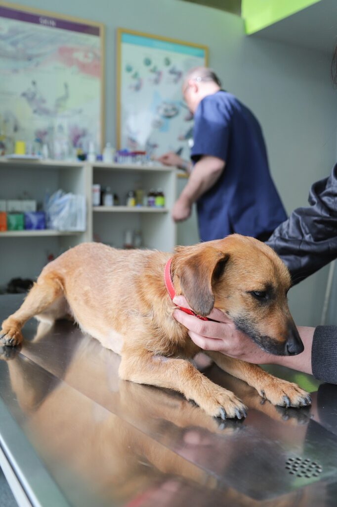 imagen de perro en una sala veterinaria con su medico