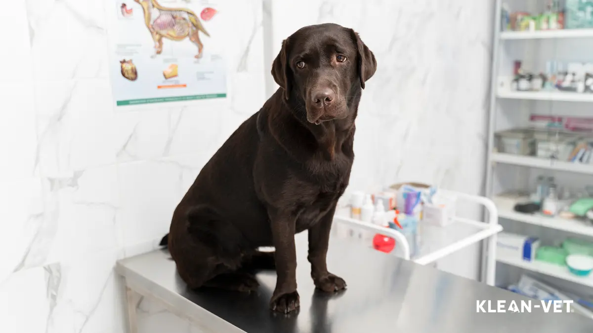 un perro sentado en una mesa colitis en perros