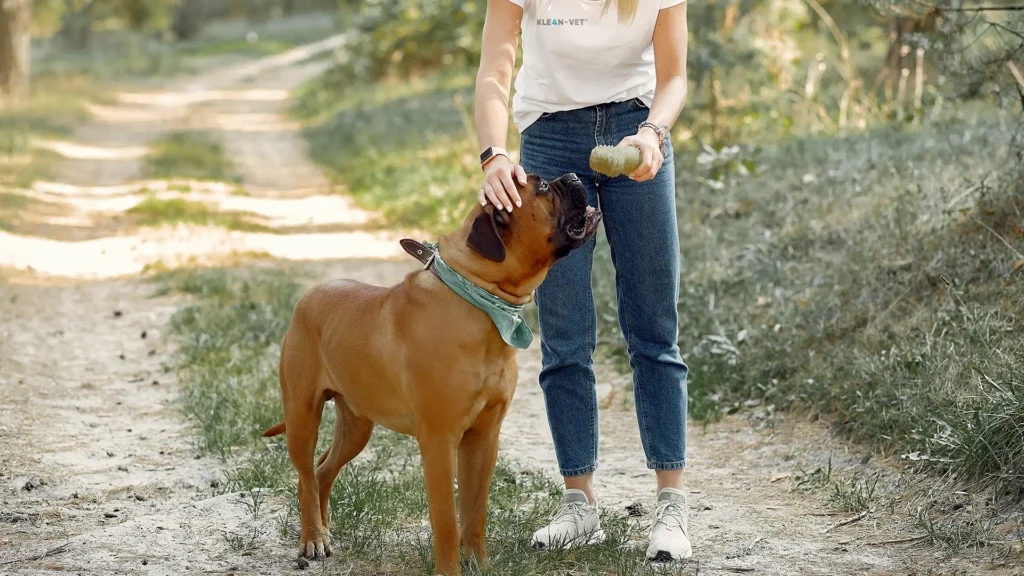 Tratamientos para la artritis en mascotas